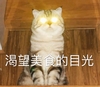 萌宠 猫星人 渴望美食的目光 搞怪 逗