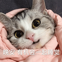 萌宠 猫咪 猫 喵星人 晚安 有机会一起睡觉 撩