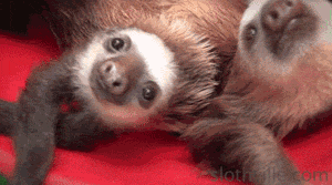 树懒 sloth 幼崽 萌宠