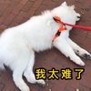 萌宠 汪星人 我太难了 谁来救救我 搞怪 逗