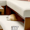 萌宠 汪星人 溜了 再见 呆萌 可爱