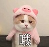 萌宠 喵星人 哦 好吧 呆萌 搞怪