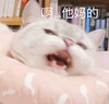 萌宠 猫星人 啊 他妈的 呆萌 可爱