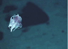 海底世界 烟灰蛸 深海小飞象 可爱 萌萌哒