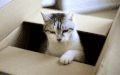 猫咪 玩耍 箱子 可爱