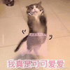 沙雕猫 猫咪 猫 可爱猫 猫表情包 猫咪表情包 小猫