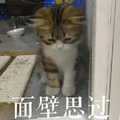 面壁思过 猫