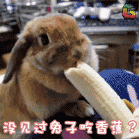 兔子 没见过兔子吃香蕉？ soogif soogif出品