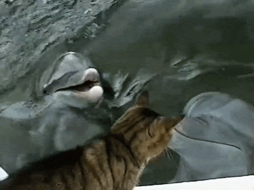 猫 吻 海豚