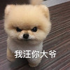 萌宠 汪星人 我汪你大爷 你大爷 搞怪 逗