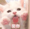 萌宠 喵星人 舔你 真甜 呆萌 可爱