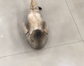 動物 搞笑 喵星人 萌萌噠