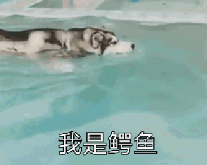 狗狗 游泳 搞笑 斗图 我是鳄鱼