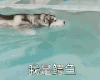 狗狗 游泳 搞笑 斗图 我是鳄鱼