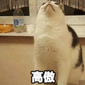 猫 高傲