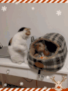 猫咪 小窝 小不点 可爱死了