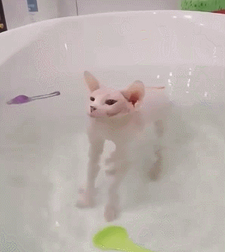 猫咪 泡澡 可爱 享受 舒服
