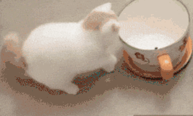 喵星人 茶杯猫 可爱 小奶猫 大脸猫