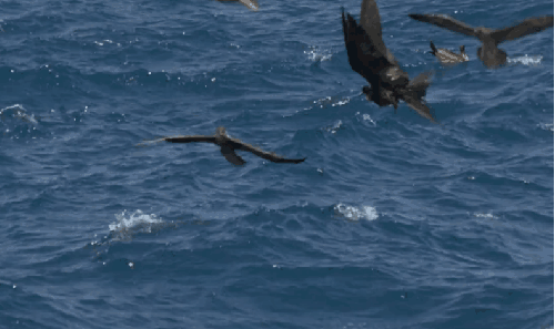 加拉帕戈斯群岛 动物 厄瓜多尔 太平洋 纪录片 鸟类 军舰鸟