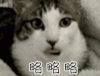 soogif soogif出品 略略略 萌宠 猫