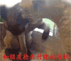 推开 打架 吐舌头 搞笑