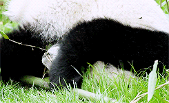 熊猫 吃货 可爱 户外