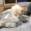 萌宠 喵星人 吧唧一口 亲亲 可爱 顽皮