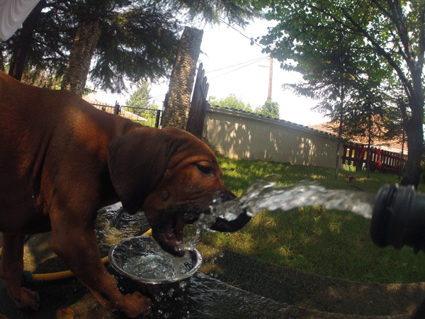 狗狗 喝水 可爱 好玩