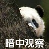 萌宠 熊猫 暗中观察 悄悄看 搞怪 逗