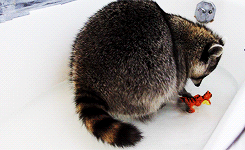 浣熊 raccoon 浴缸 玩耍 洗澡
小丑鱼