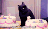 猫咪 喵星人 wheni'mupseti eat