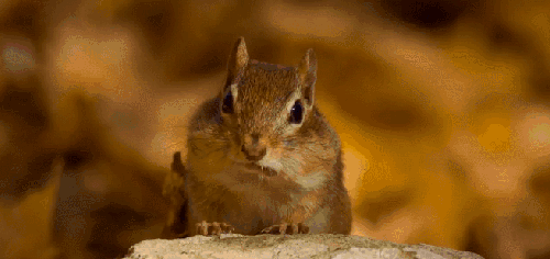 BBC壮美无边 动物 纪录片 花栗鼠