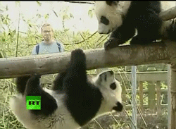 熊猫 栏杆 淘气 玩耍