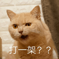 打一架 猫 生气