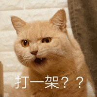 打一架 猫 生气 搞怪 可爱