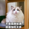 萌宠 喵星人 不是易胖体质就是饭吃太多 胖 呆萌 可爱