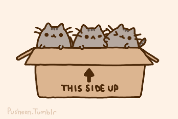 猫咪 纸盒 可爱 呆萌