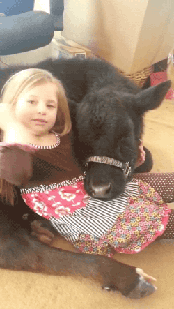 小女孩 黑色的牛 摸一摸 温顺