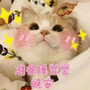 萌宠 猫 猫咪 喵星人 准备 睡觉 晚安