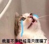 萌宠 猫星人 我差不多是只废猫了 哭泣 呆萌 可爱
