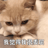 萌宠 猫星人 我觉得我很委屈 难受 呆萌 可爱