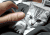 喵星人 猫咪 可爱 萌宠