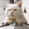 萌宠 喵星人 大哥 你是这个 呆萌 可爱