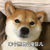 萌宠 汪星人 来个热吻吗宝贝儿 亲爱的 呆萌 可爱