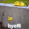 小黄鸭 萌宠 可爱 逗 文字表情包