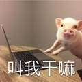 猪猪 电脑  桌子 叫我干嘛
