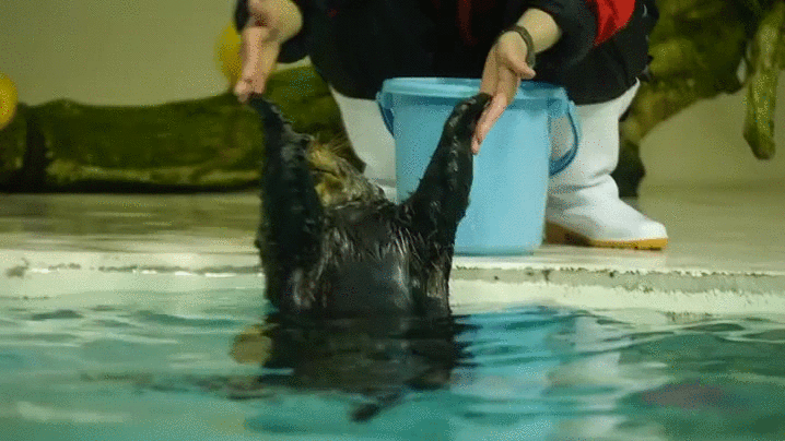 水獭 懵 蠢萌 otter