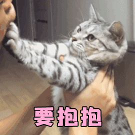 猫 要抱抱 抱抱