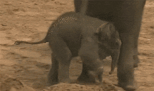 小象 可爱 懵逼 走开 滚滚滚