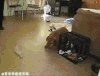 狗狗 肥胖 搞笑